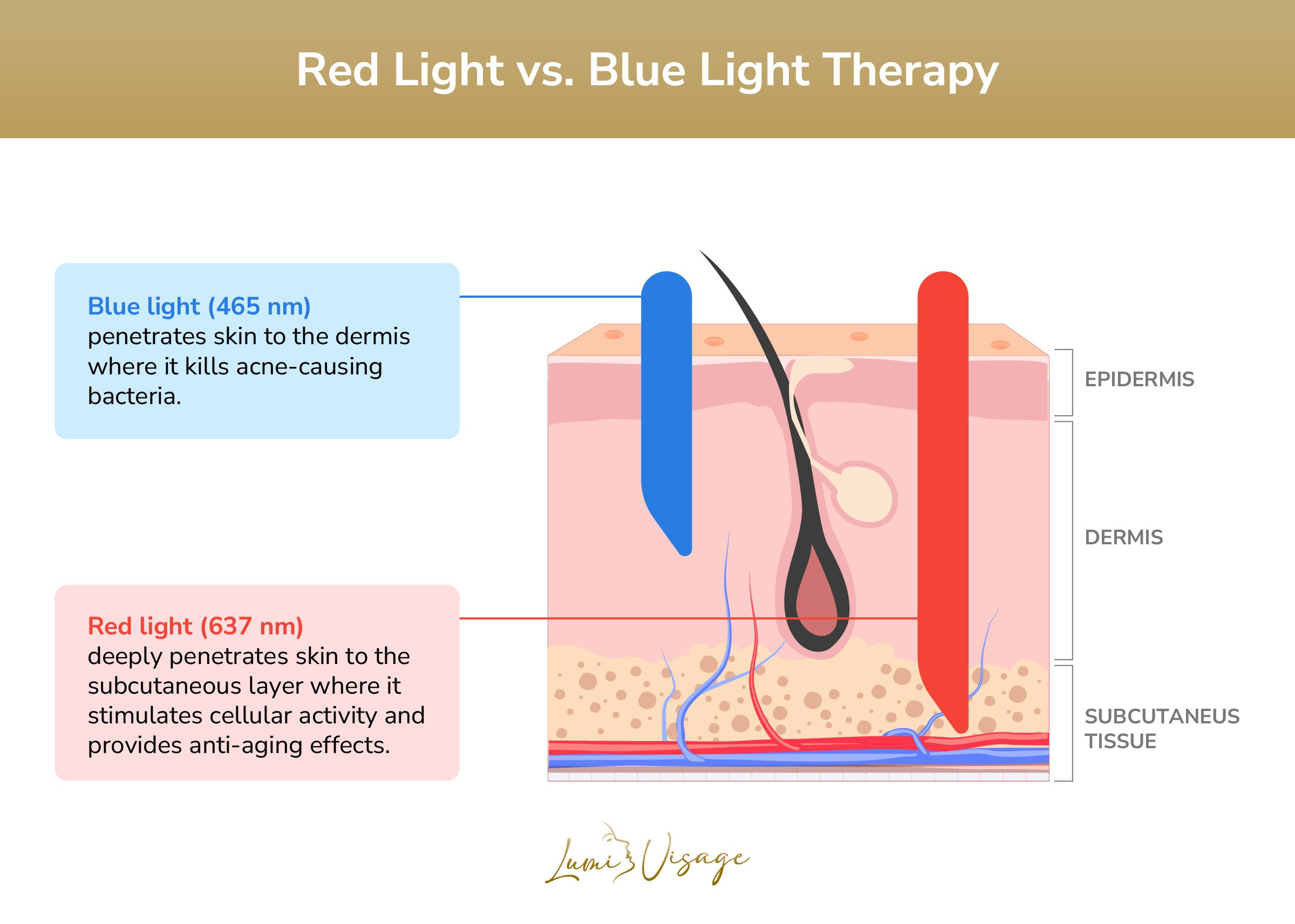 diagram showing red vs blue light wavelengths penetrating skin layers